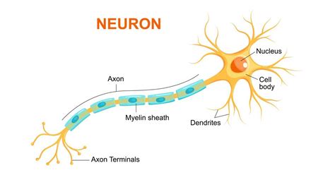 How A Traumatic Brain Injury Damages Essential Neurons