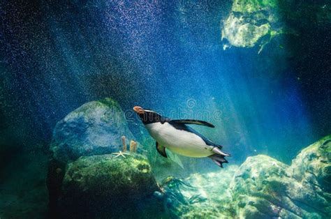 Penguin diving stock image. Image of action, bird, humboldt - 48437835