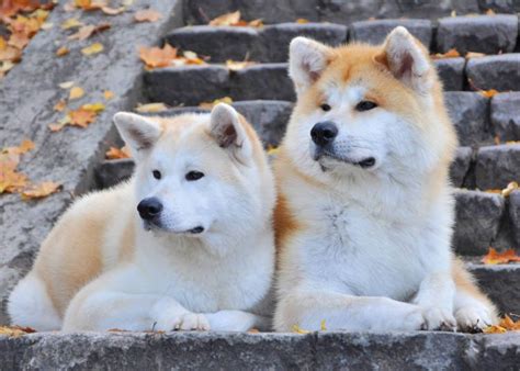 Akita Dogs: The adorable Japanese dog breed that the world cannot help ...