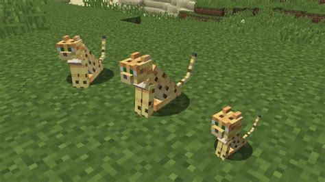 How to Tame a Cat in Minecraft "Procedures" - Gadgetswright