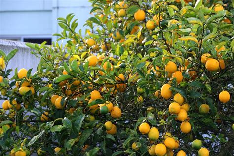 Meyer Lemon Tree Care Instructions - Garden.eco