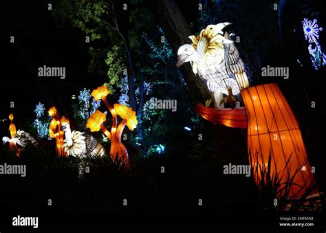 Los Angeles, California, USA 22nd January 2023 Vultures at Zoo Lights Aglow on Lunar New Year ...