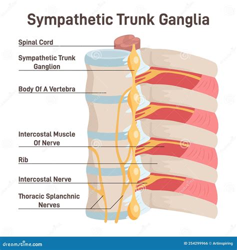 Paravertebral Ganglia