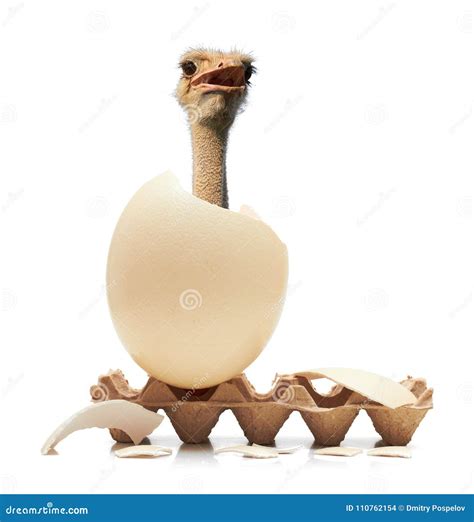 Ostrich start hatching stock photo. Image of ostrich - 110762154