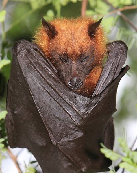 Rare Golden Crowned Bat native to the Philipines | Fox bat, Bat mammal ...