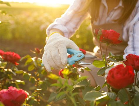 Everything You Need To Know About Pruning Roses