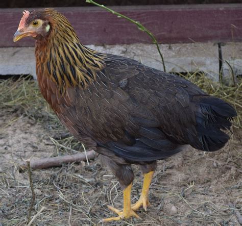 Is this a Light Brown Leghorn hen? | BackYard Chickens - Learn How to Raise Chickens