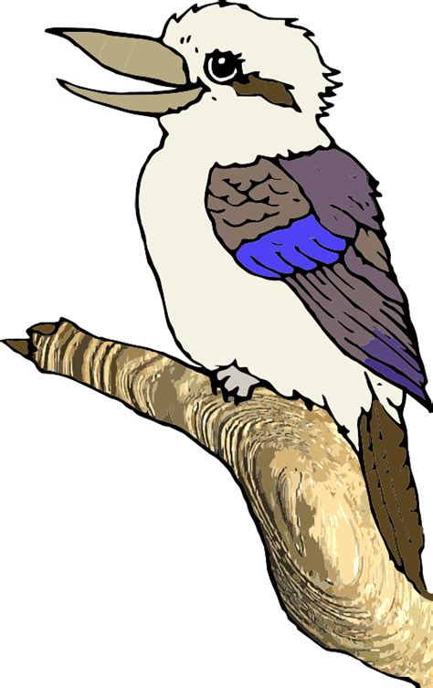 A Kookaburra Bird - Openclipart