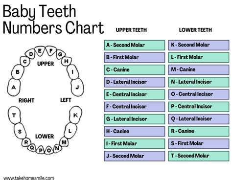 Understanding Teeth Numbers: A Visual Guide - Take Home Smile