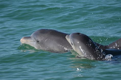 Dolphins ram into swimmers at popular beach in Japan: ‘If you see them ...