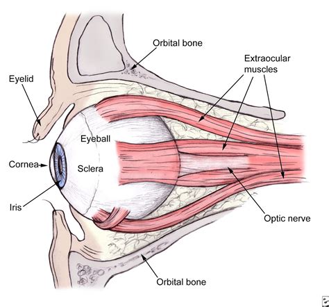 Eye Muscles