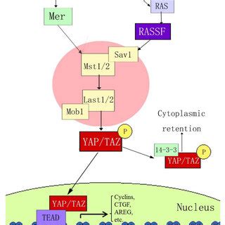 Hippo-YAP signaling pathway. | Download Scientific Diagram