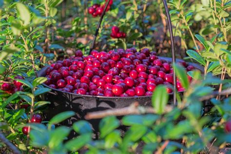 Bowler Cranberries Free Stock Photo - Public Domain Pictures