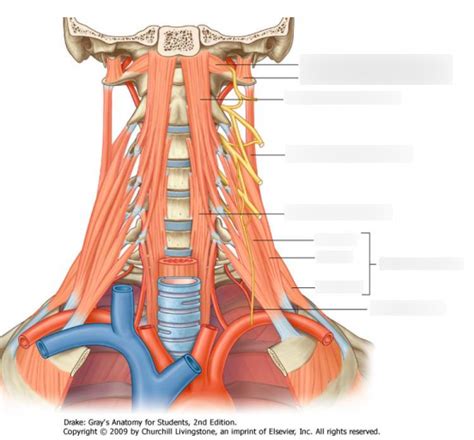 Cervical Spine Posterior Muscles