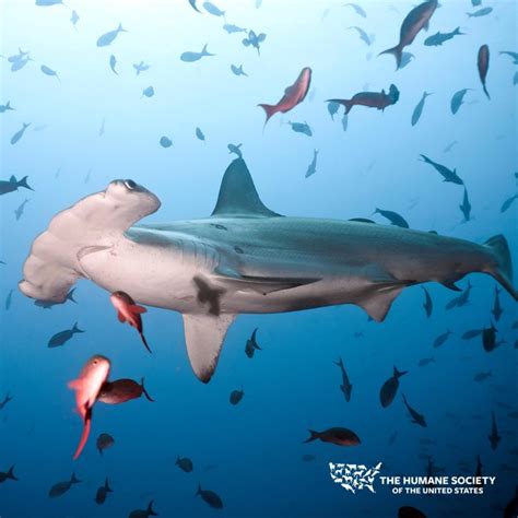 Love for Living Animals: The Pondicherry Shark, Most Endangered by Shark Fin Soup, Hugs When it ...