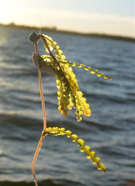 Curly Leaf Pondweed | North Dakota Game and Fish