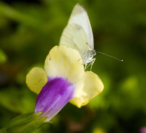 white butterfly | another lucky find from the garden center.… | Flickr