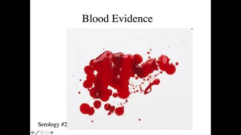 Forensic Serology: Notes 2 - Blood evidence - YouTube