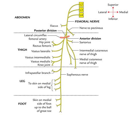 Sciatic Nerve Branches Mnemonic