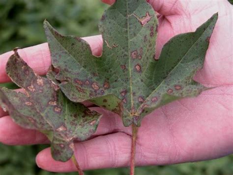 Alternaria Leaf Spot - UT Crops Disease Field Guide