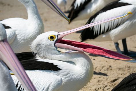 Why Don’t Birds Have Teeth? | Britannica