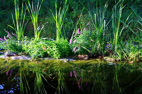 What plants can I put in my Koi pond? - Merebrook Pond Plants