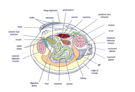 What Is The Clams Foot Like at Shelly Pruitt blog