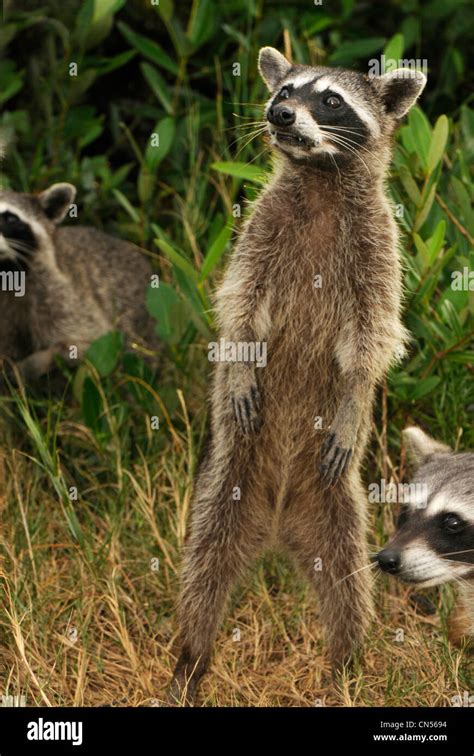 Cozumel raccoon (Procyon pygmaeus Stock Photo - Alamy