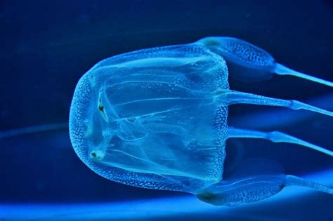 Most Dangerous Jellyfish – Planet Deadly