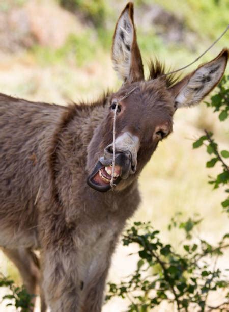 Best Donkey Teeth Stock Photos, Pictures & Royalty-Free Images - iStock