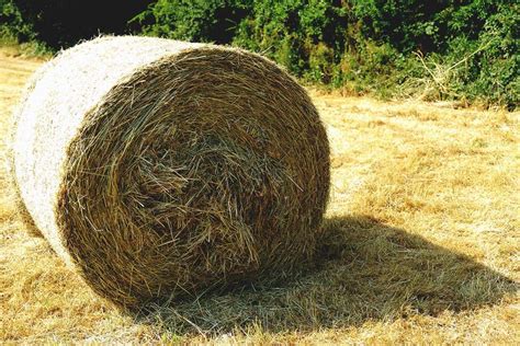 8 Ways You Can Find Hay in Winter