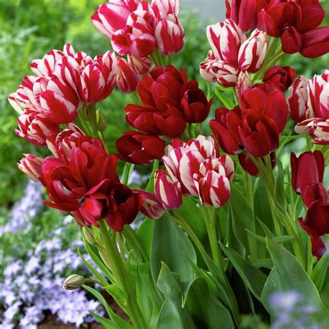 Get Tulip Magic Bouquets Spring-flowering Bulbs in MI at English Gardens Nurseries | Serving ...