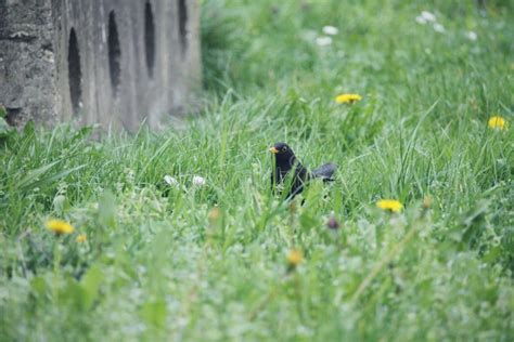 Turdus merula stock photo. Image of nature, beak, flowers - 177159668