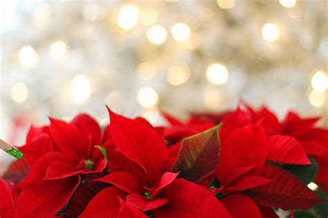 Our 25 Favorite Christmas Flowers, Wreaths and Mini Trees | Flower Glossary