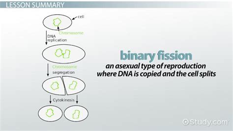 Binary Fission: Definition, Steps & Examples - Video & Lesson ...