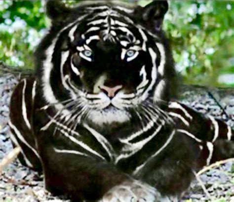 Black Tiger | Unusual animals, Rare animals, Animals wild