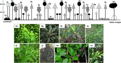 Profile diagram showing the spatial distribution of mangrove species ...