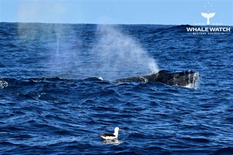 Augusta Wildlife Watching | Whale Watch Western Australia