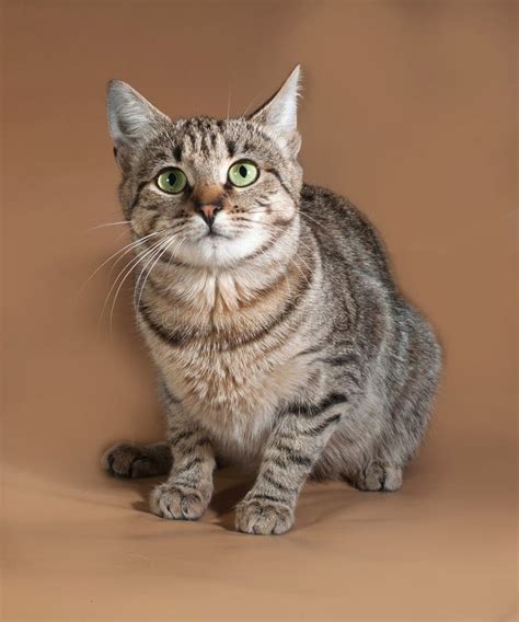 Tabby Cat with Green Eyes Stares Sitting on the Couch Stock Image - Image of adorable, pretty ...