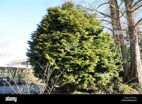 Japanese cypress Stock Photo: 82727082 - Alamy