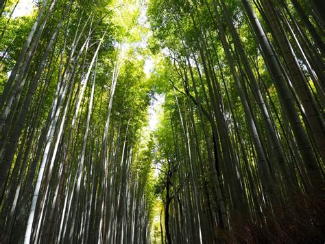 Arashiyama Bamboo Grove