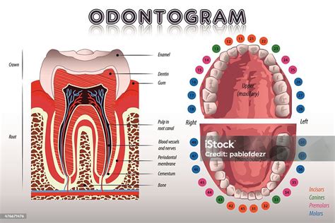 Odontogram Diagram Gigi Ilustrasi Stok - Unduh Gambar Sekarang ...