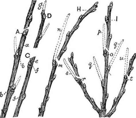 How To Prune Pear Trees | Pruning fruit trees, Fruit garden, Prune