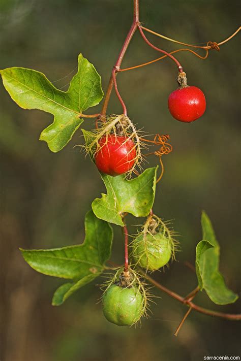 The Carnivorous Plant FAQ: What is Passiflora like?