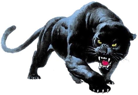 Religion of black panthers; animal species (32017)