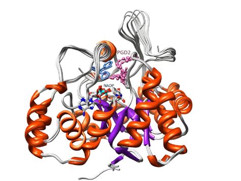 Tertiary structure of an aldo-keto reductase. | Download Scientific Diagram