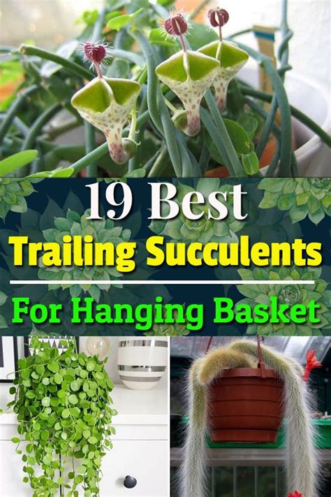 This list of best trailing succulents is exciting if you're a succulent lover. Grow them in your ...