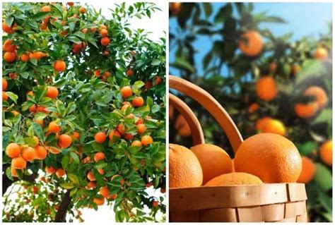 13 Best Citrus Varieties to Grow in Florida (Lemon & Lime)