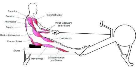 Rowing machine workouts for the upper and lower body • Best Home Gym