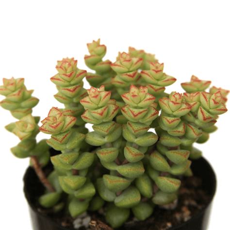 Types Of Indoor Succulents With Pictures - Best Succulent Ideas